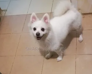 1+ year Female Purebred Japanese Spitz