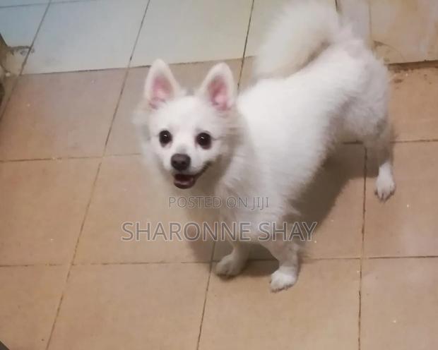 1+ year Female Purebred Japanese Spitz