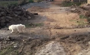 1+ year Female Purebred Japanese Spitz