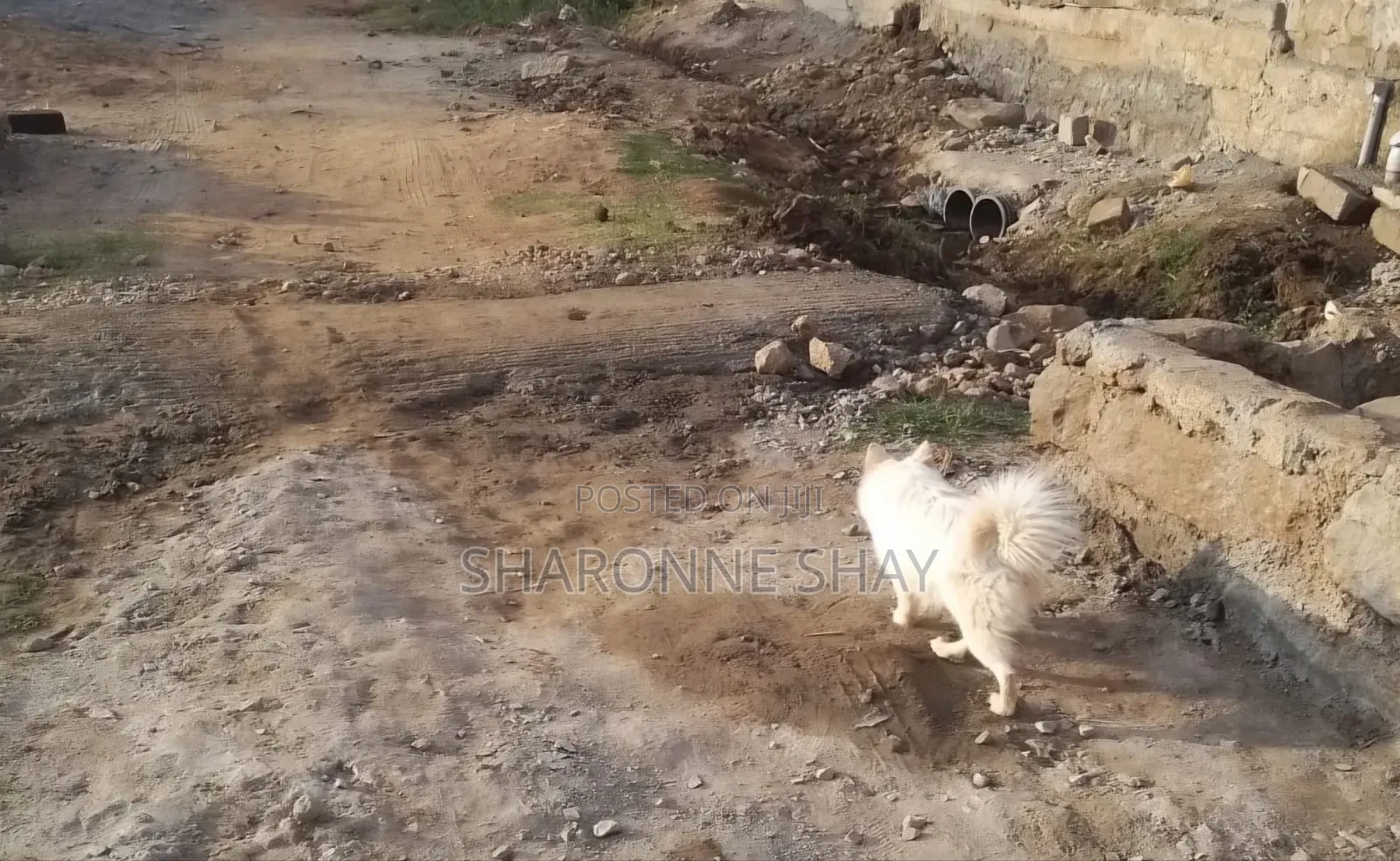 1+ year Female Purebred Japanese Spitz