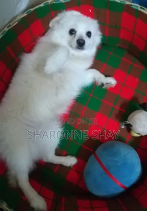 1+ year Female Purebred Japanese Spitz