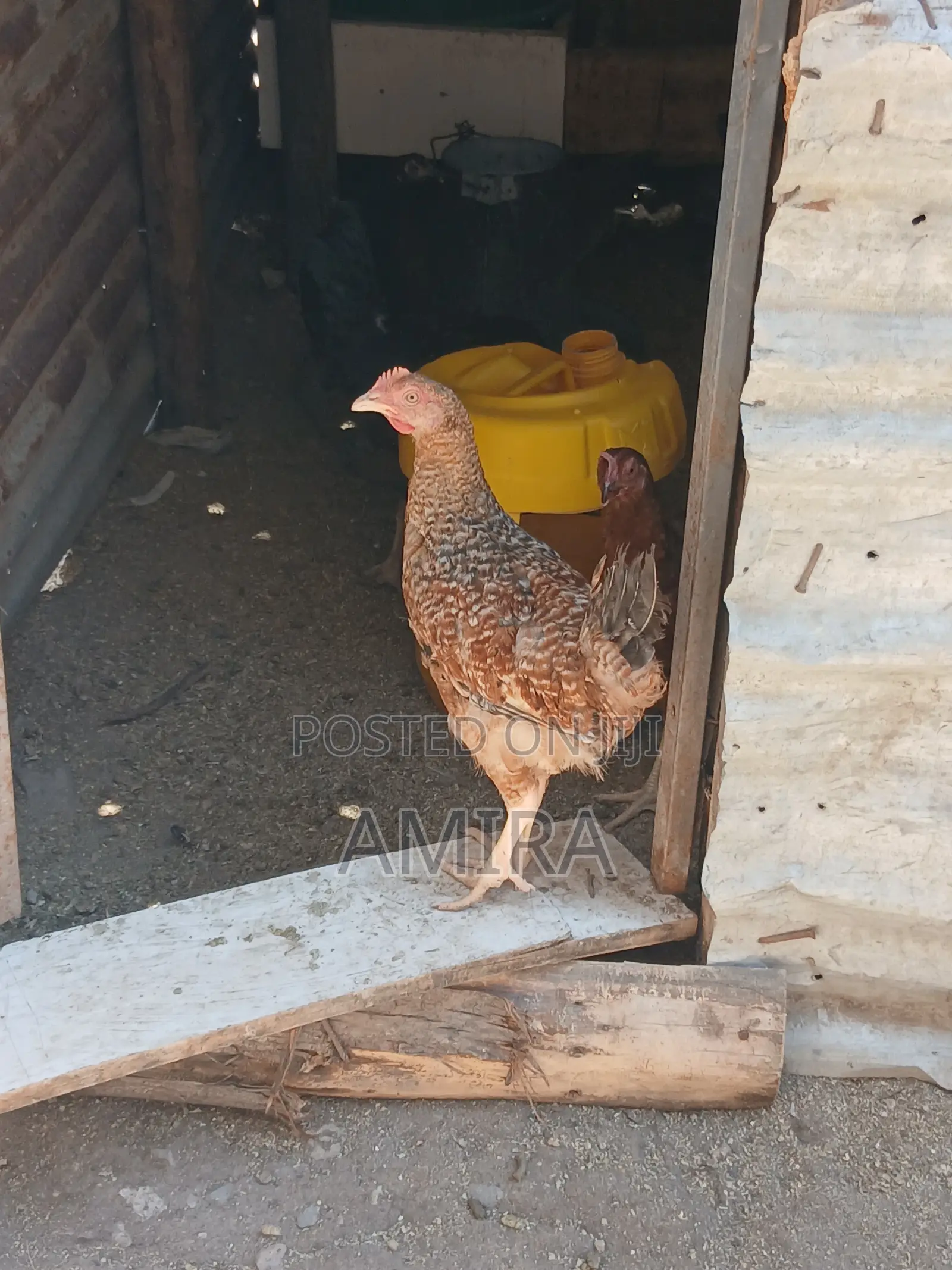 Healthy Matured Improved Kienyeji Chickens Ready for Sale