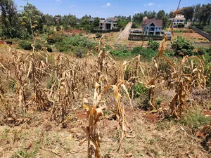 Mugutha 200by200 Ruiru