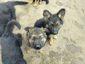 1-3 months Female Purebred German Shepherd