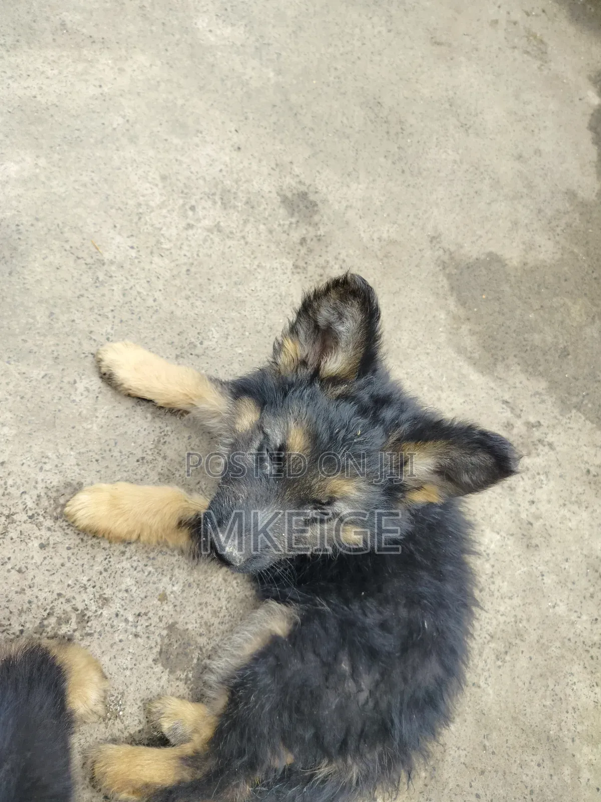 1-3 months Female Purebred German Shepherd