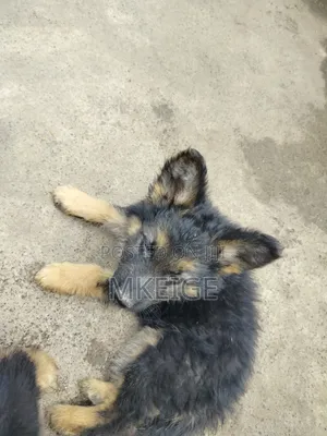 1-3 months Female Purebred German Shepherd