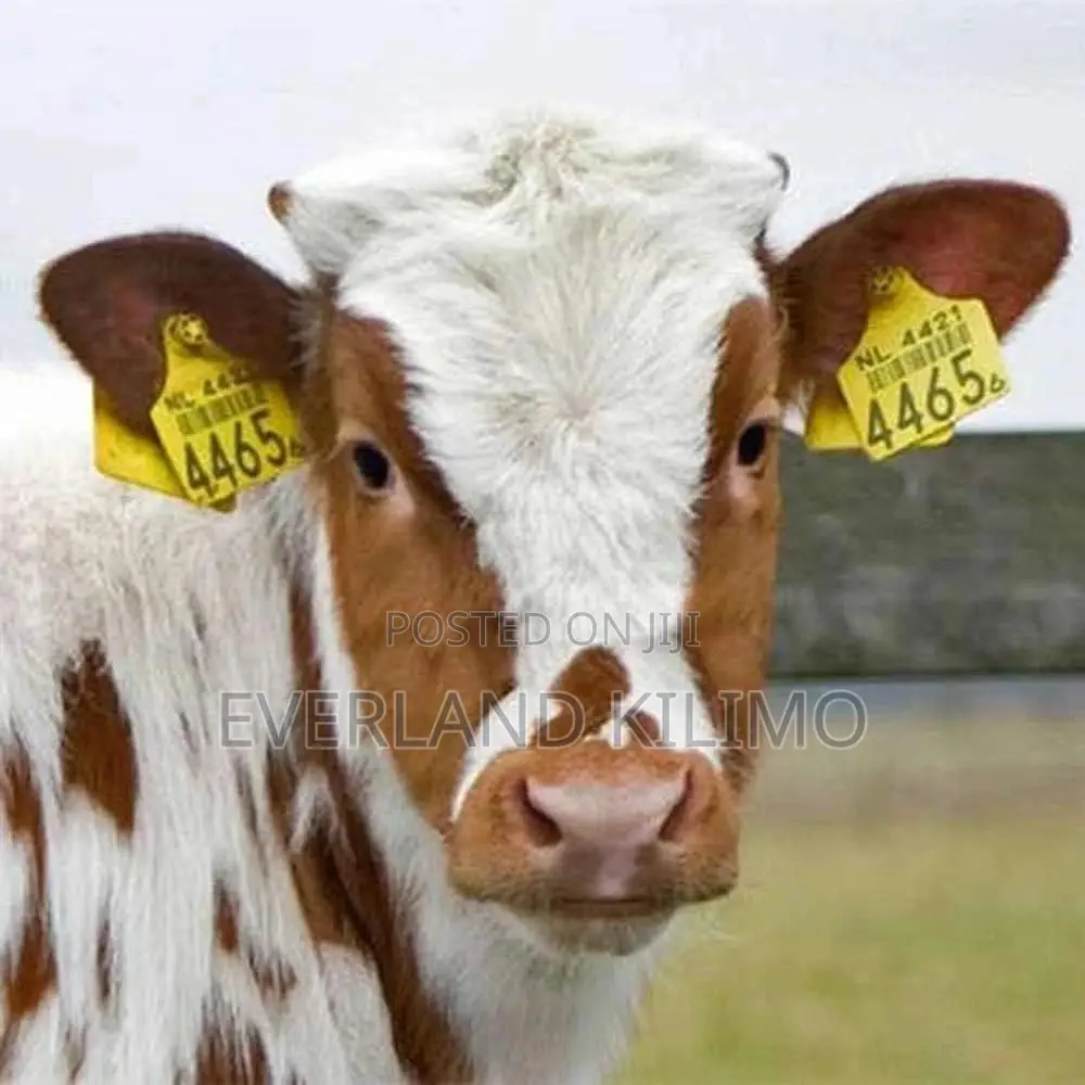 Large Customized Ranch Property Ear Tags