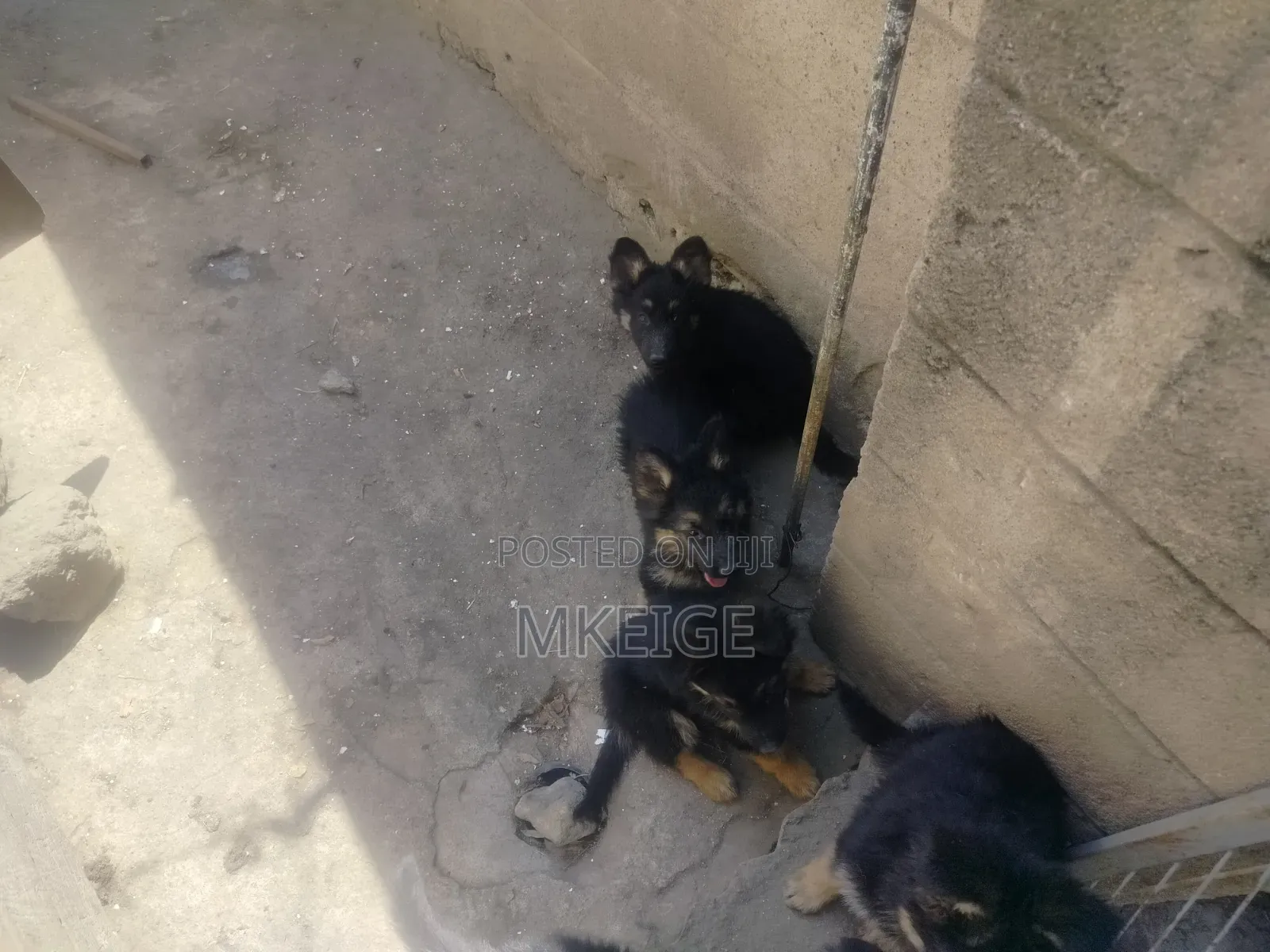 1-3 months Female Purebred German Shepherd