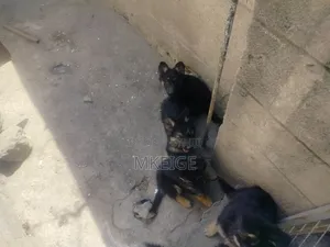 1-3 months Female Purebred German Shepherd