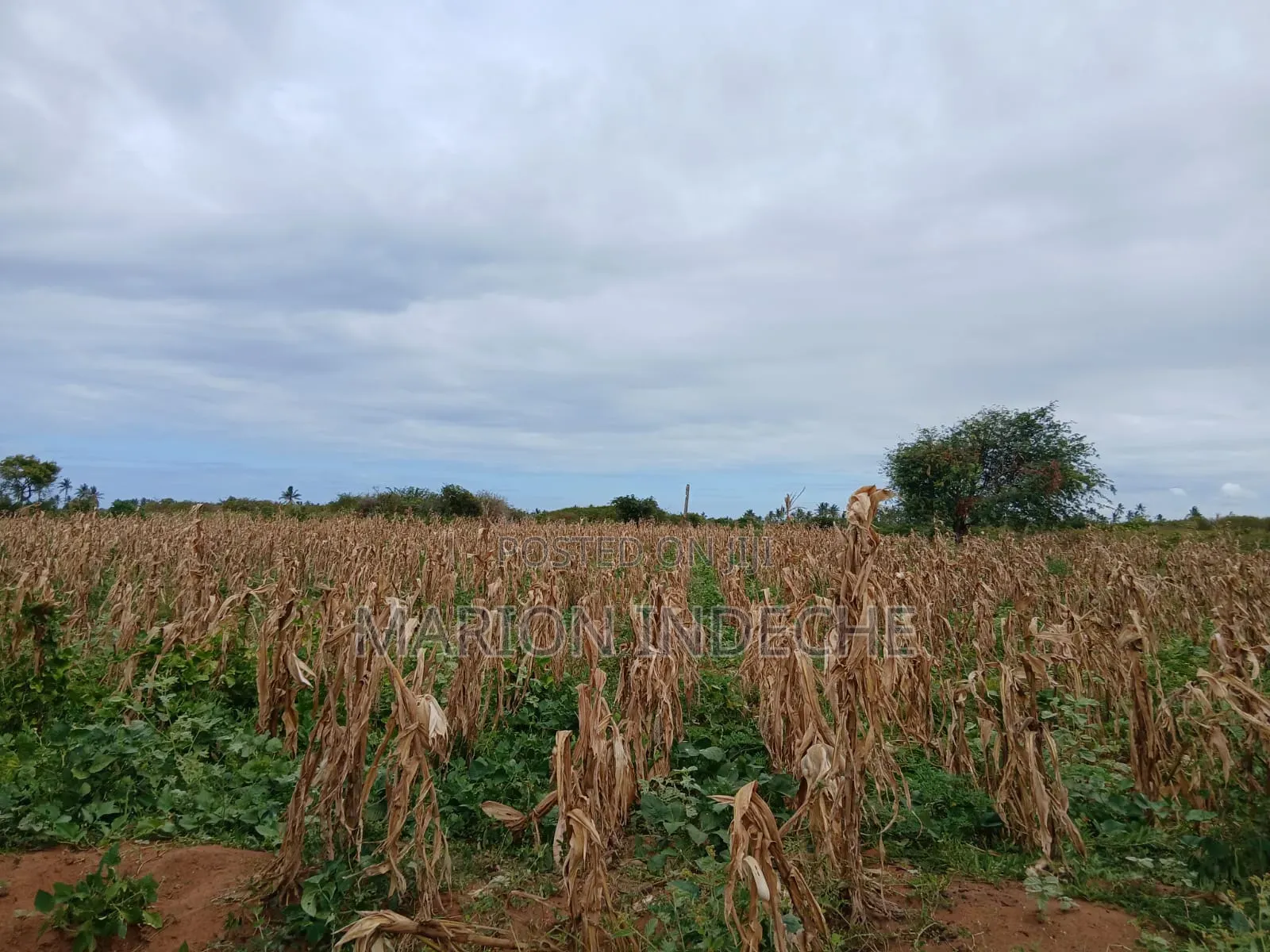 Prime 2nd Row Beach Plots for Sale in Kilifi Chumani