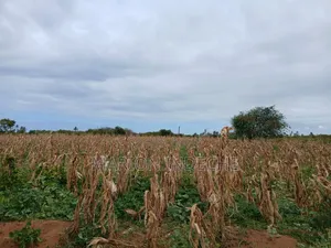 Prime 2nd Row Beach Plots for Sale in Kilifi Chumani
