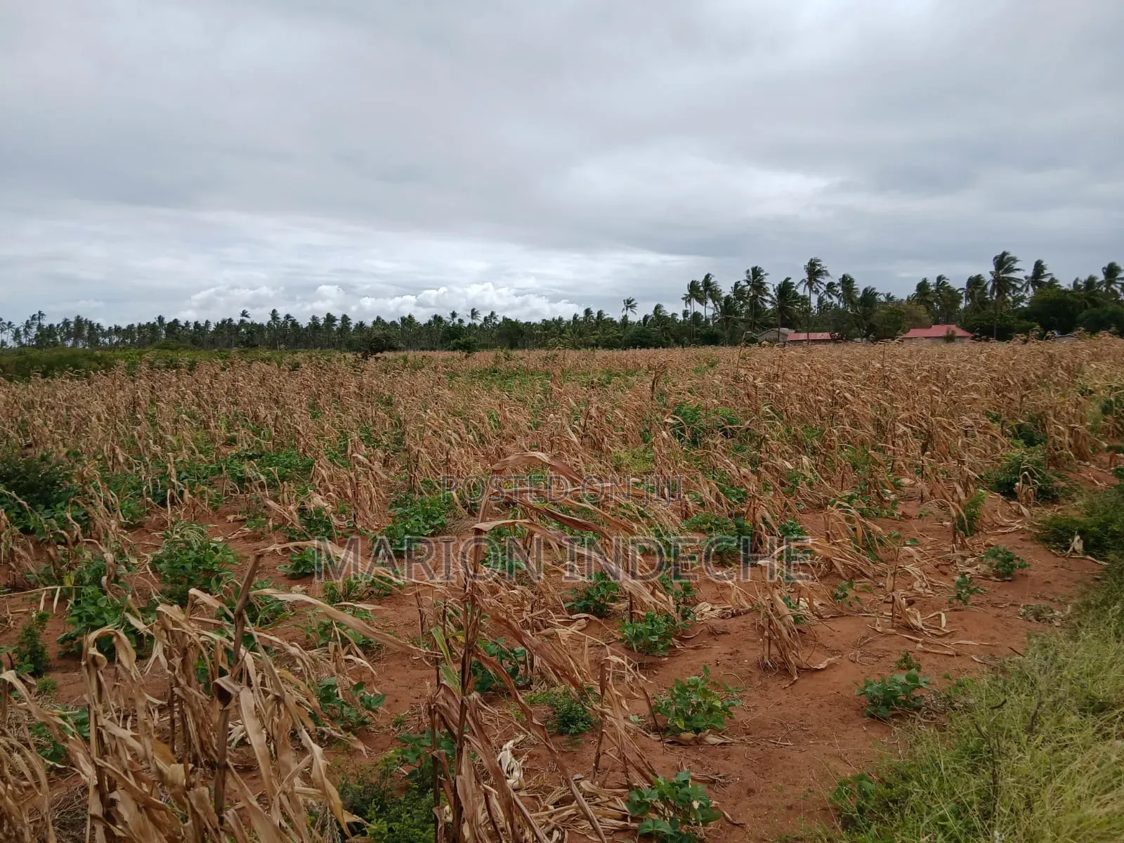 Prime 2nd Row Beach Plots for Sale in Kilifi Chumani