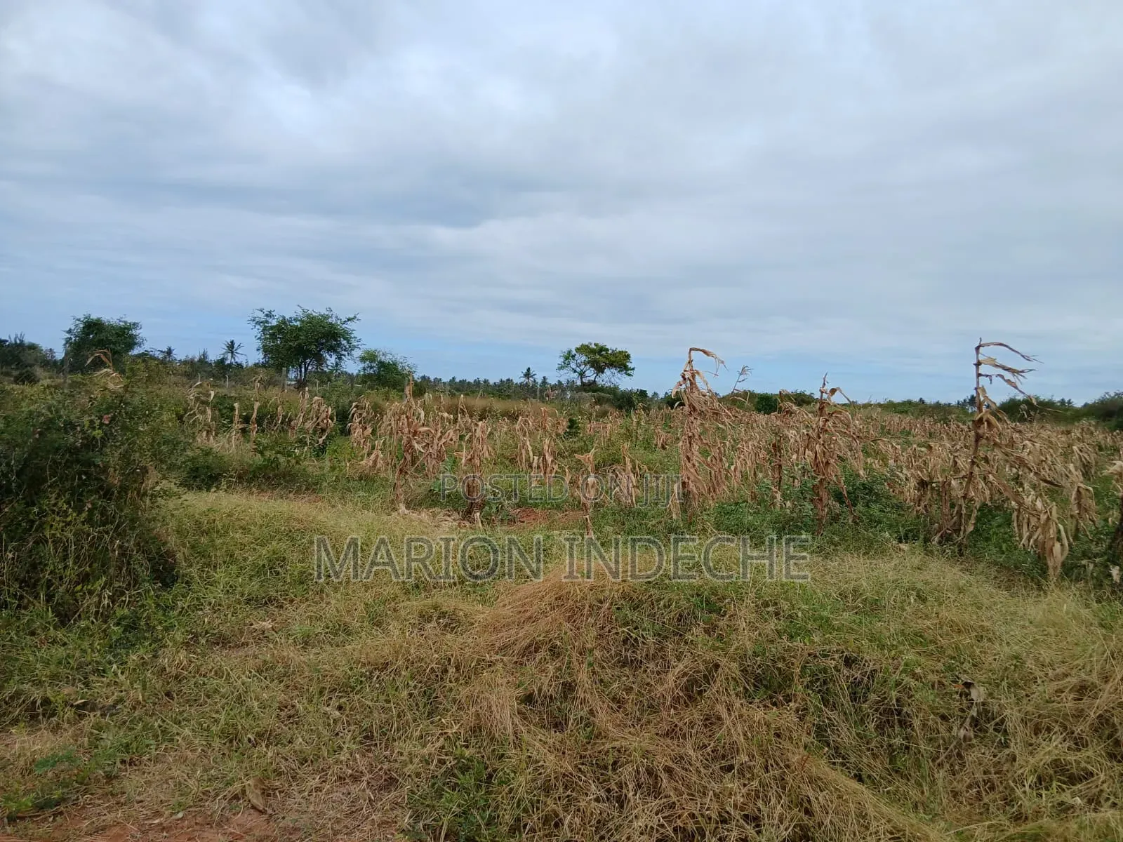 Prime 2nd Row Beach Plots for Sale in Kilifi Chumani
