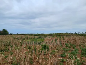 Prime 2nd Row Beach Plots for Sale in Kilifi Chumani