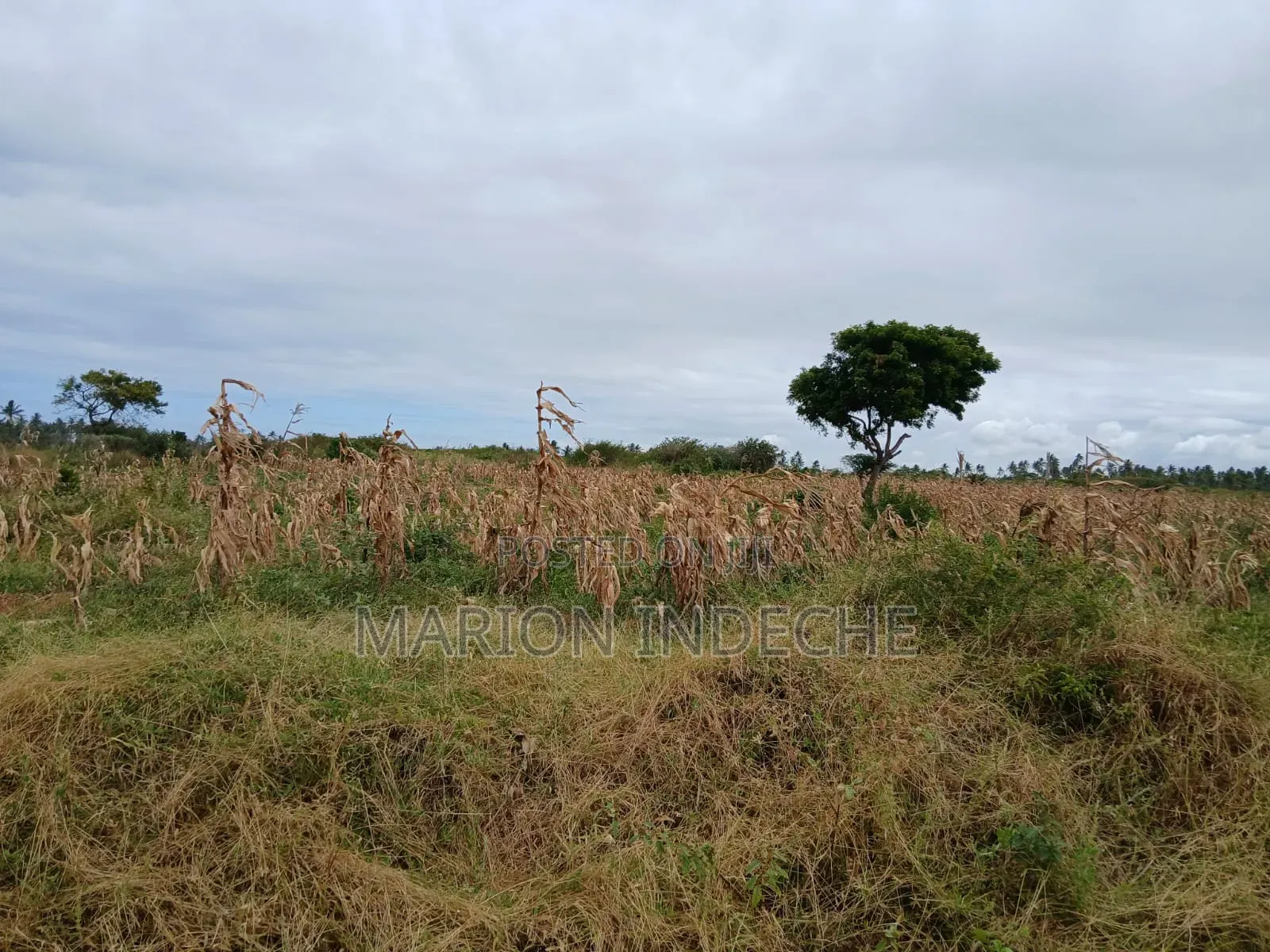 Prime 2nd Row Beach Plots for Sale in Kilifi Chumani