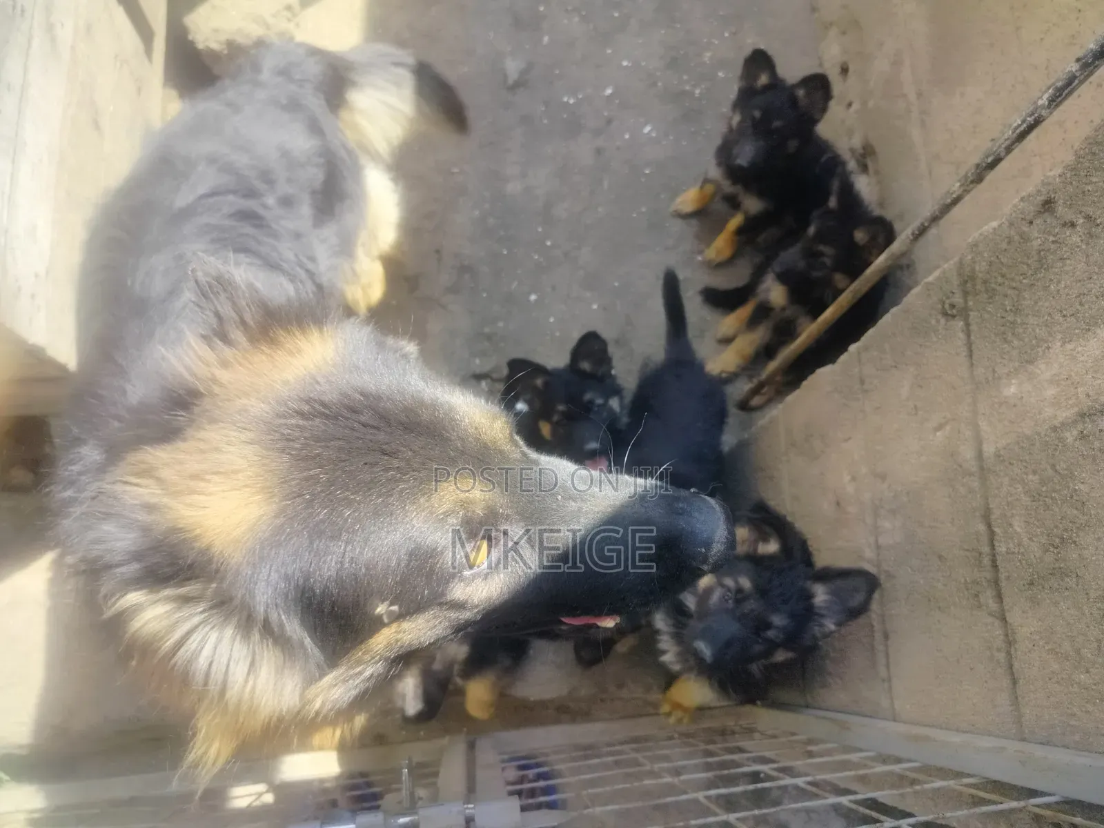 1-3 months Female Purebred German Shepherd