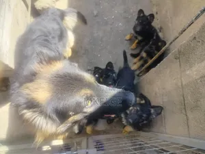1-3 months Female Purebred German Shepherd