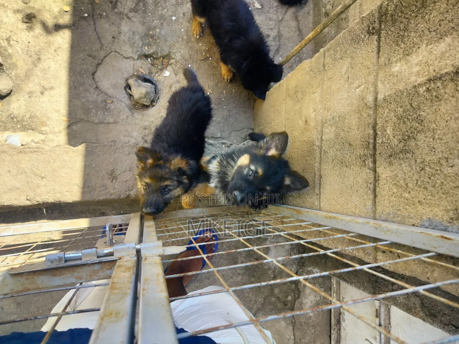 1-3 months Female Purebred German Shepherd