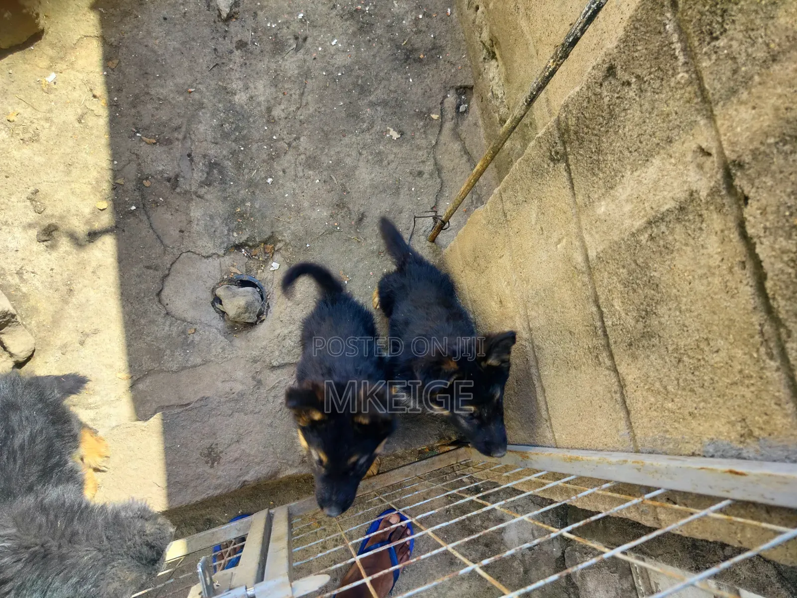 1-3 months Female Purebred German Shepherd