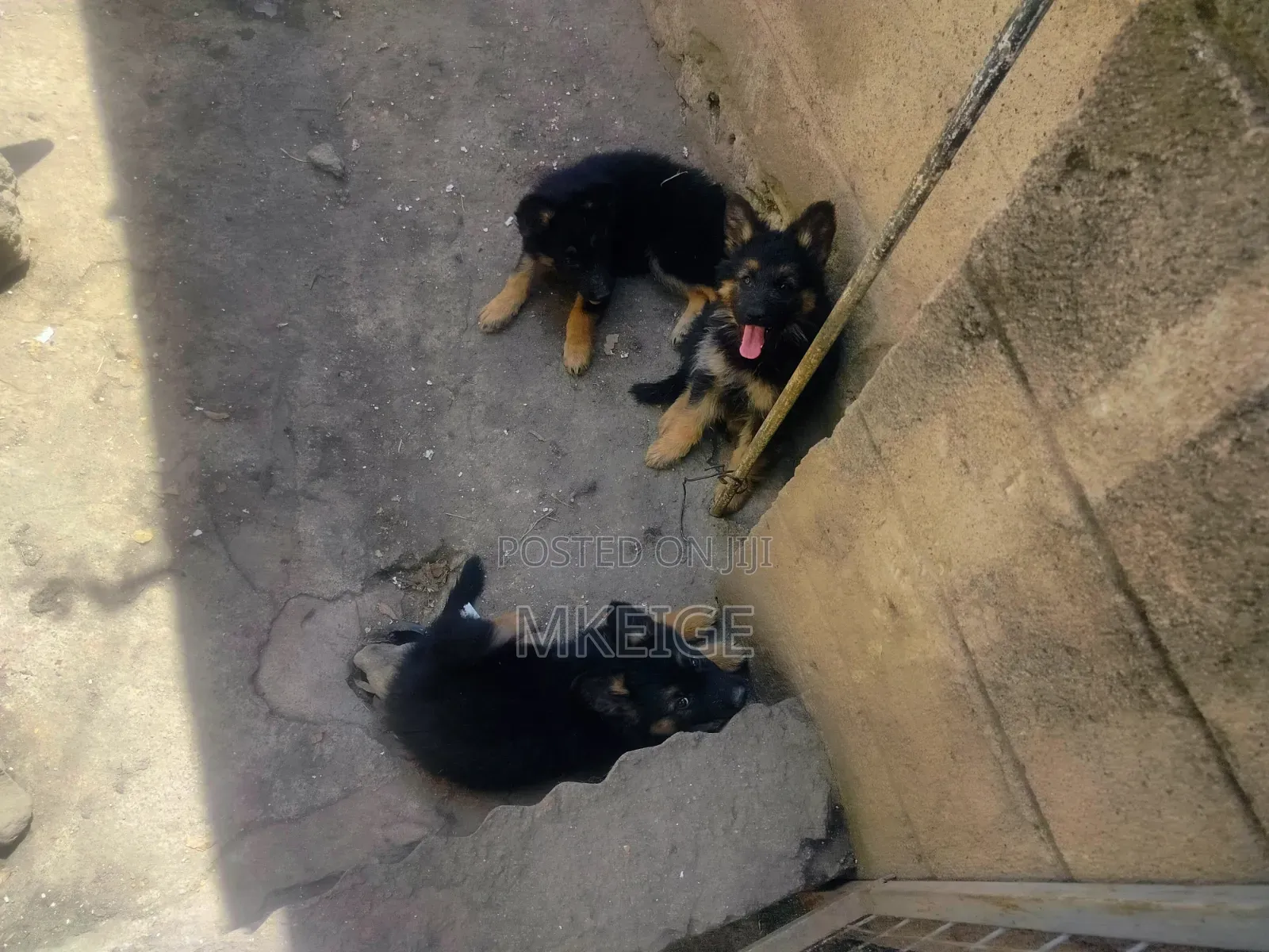 1-3 months Female Purebred German Shepherd