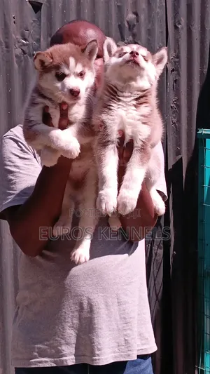 1-3 months Female Purebred Siberian Husky