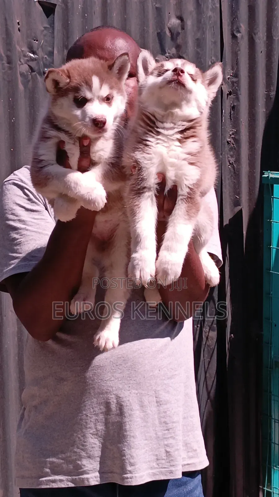 1-3 months Female Purebred Siberian Husky