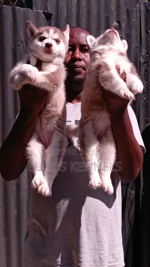 1-3 months Female Purebred Siberian Husky