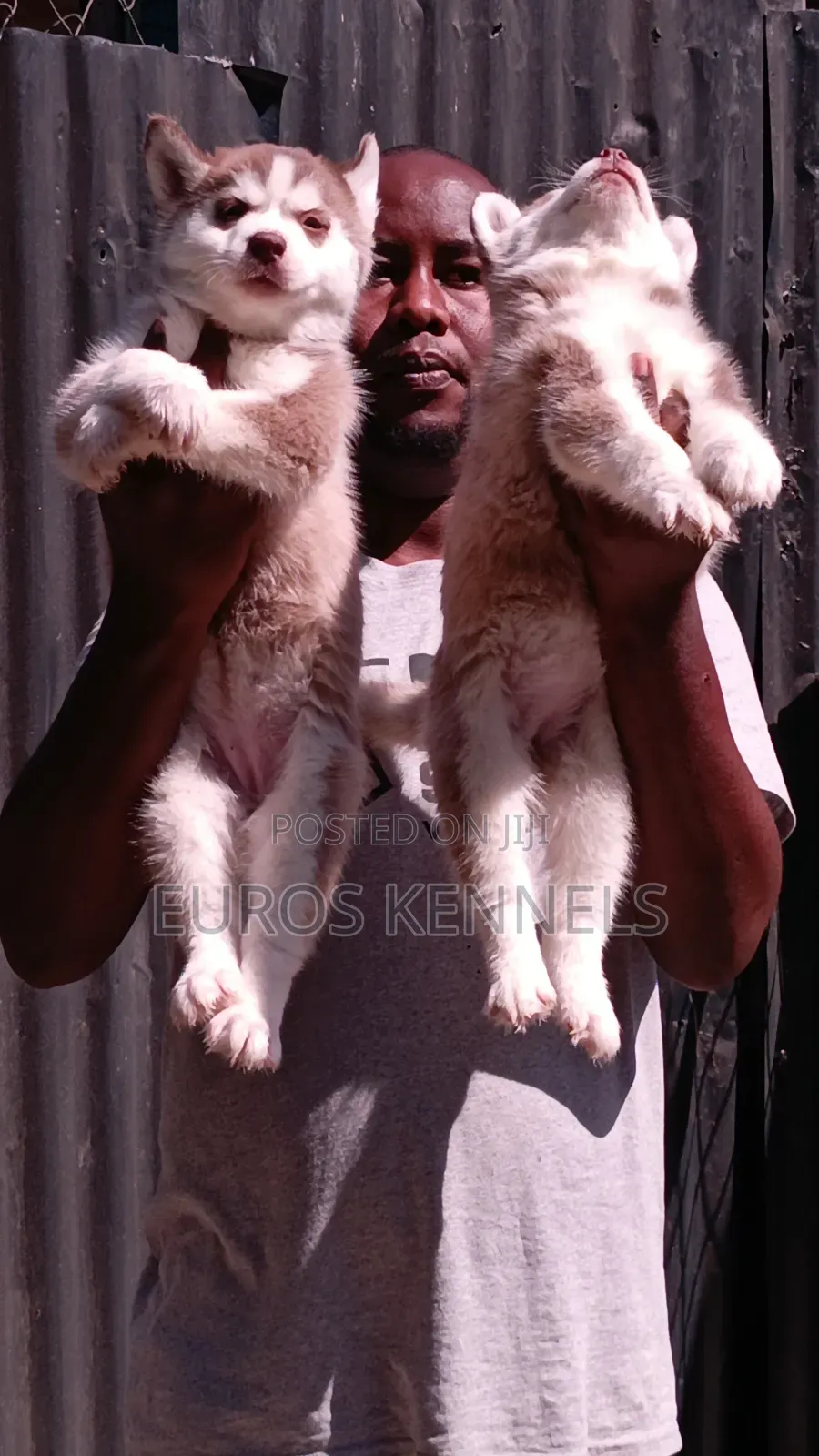 1-3 months Female Purebred Siberian Husky