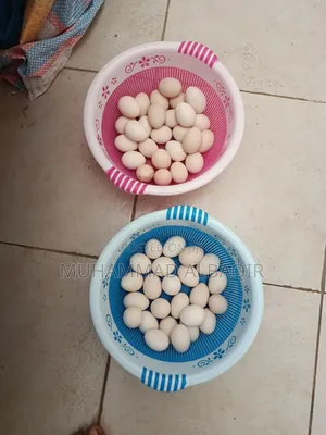 Fresh Kienyeji Eggs