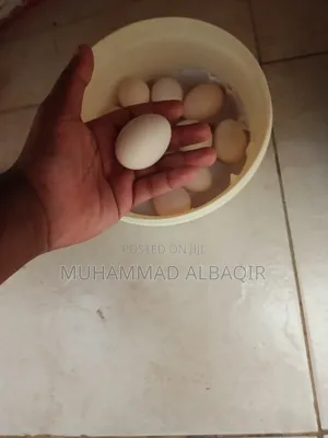Fresh Kienyeji Eggs