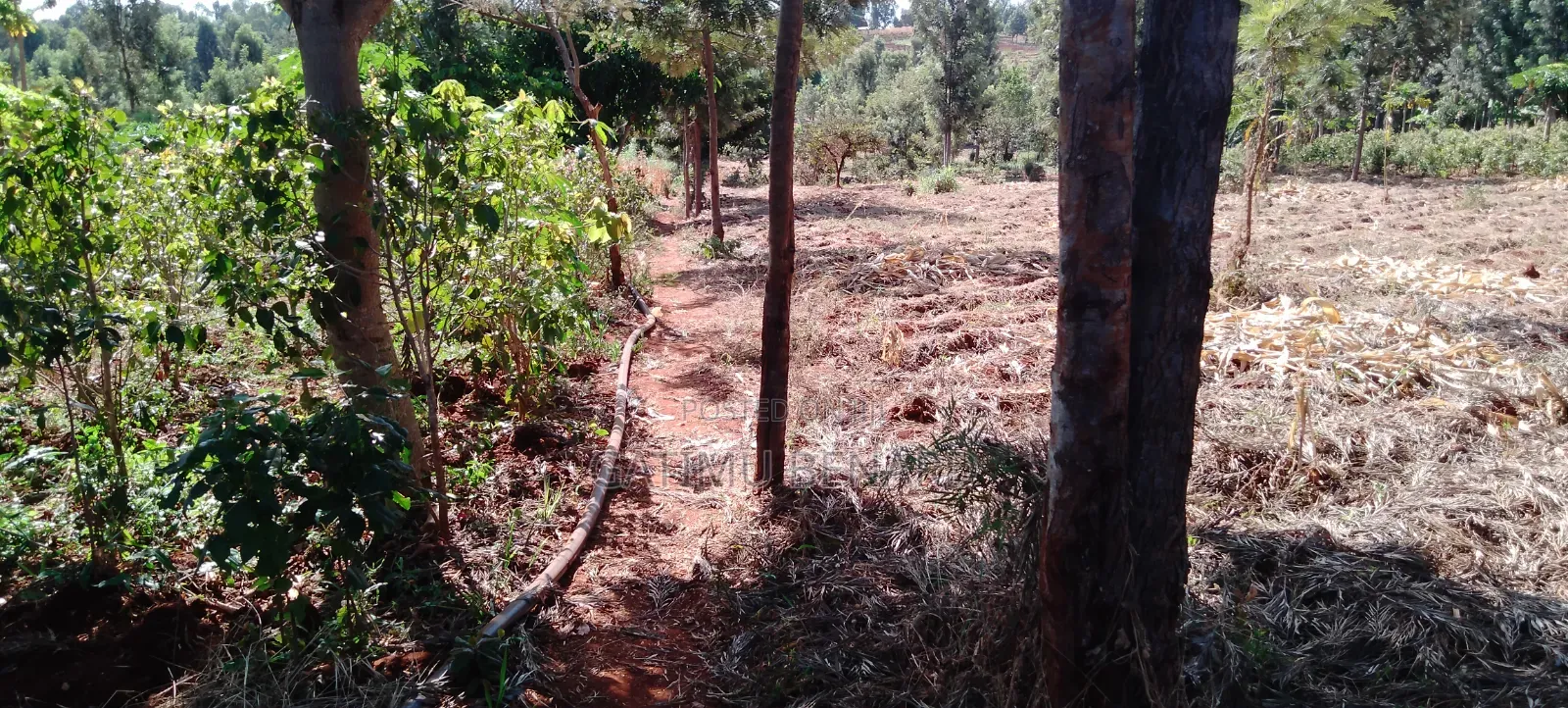 Prime One Acre Land for Sale in Kirinyaga Kimbimbi Riagicheru