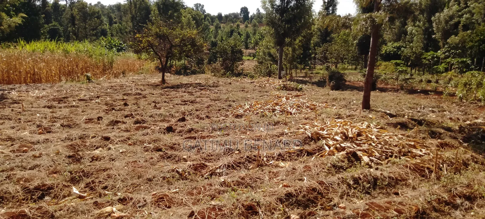 Prime One Acre Land for Sale in Kirinyaga Kimbimbi Riagicheru