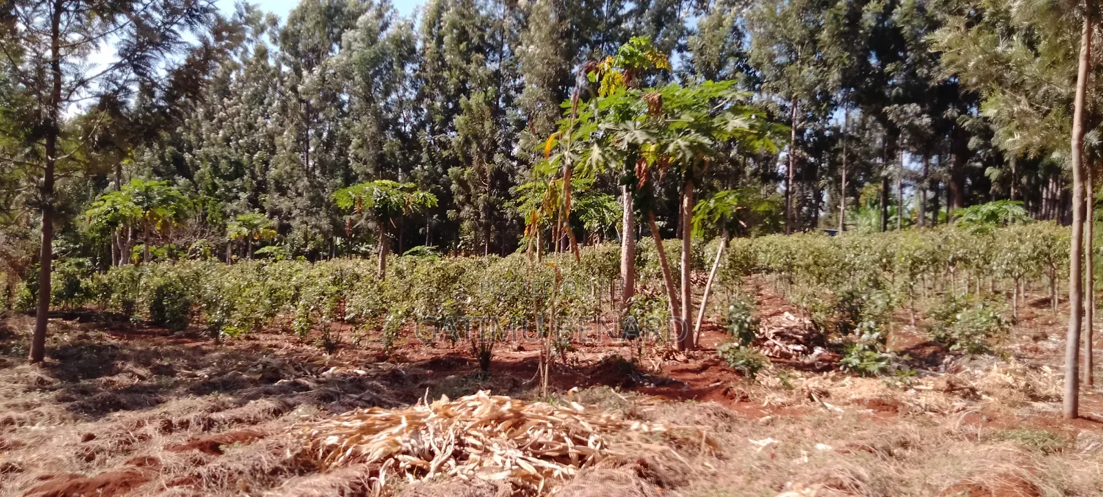 Prime One Acre Land for Sale in Kirinyaga Kimbimbi Riagicheru