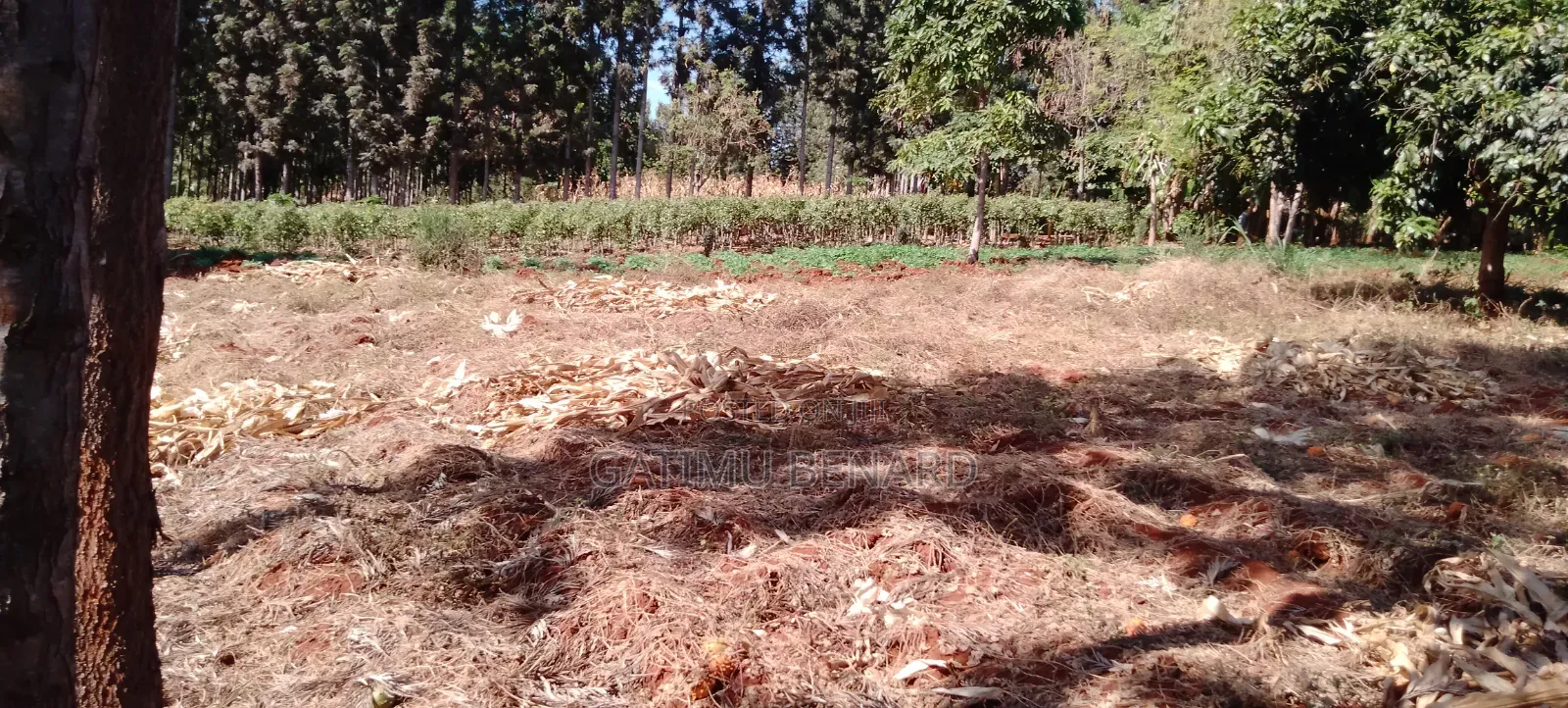 Prime One Acre Land for Sale in Kirinyaga Kimbimbi Riagicheru
