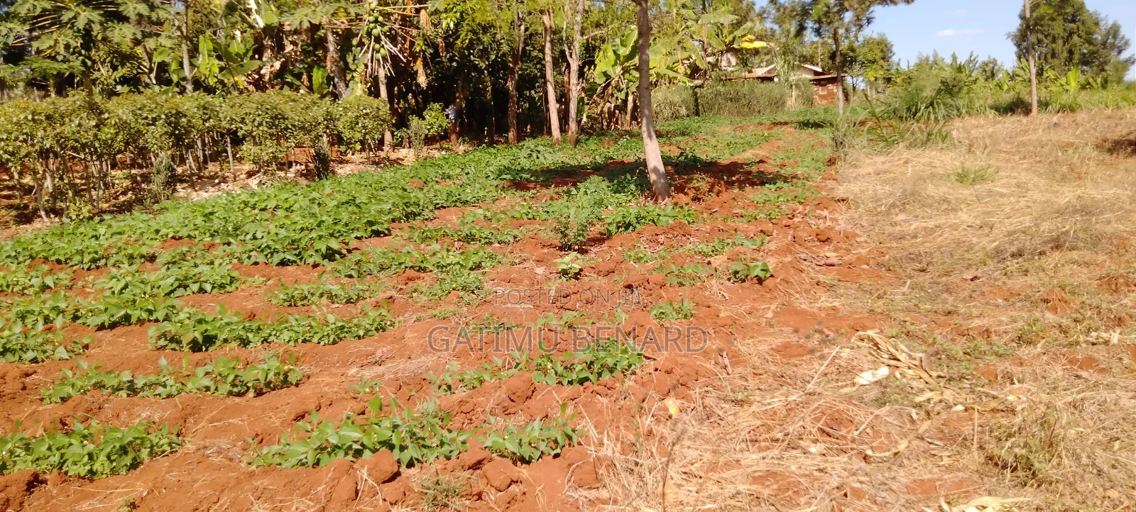 Prime One Acre Land for Sale in Kirinyaga Kimbimbi Riagicheru