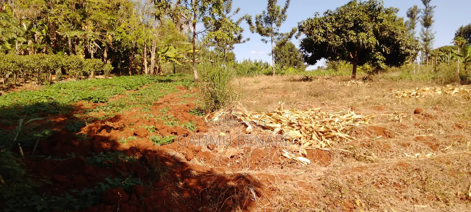 Prime One Acre Land for Sale in Kirinyaga Kimbimbi Riagicheru