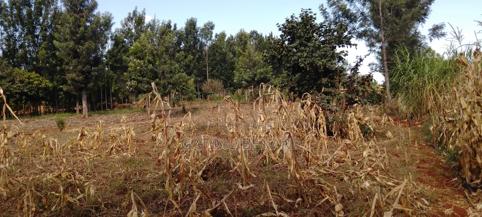 Prime One Acre Land for Sale in Kirinyaga Kimbimbi Riagicheru