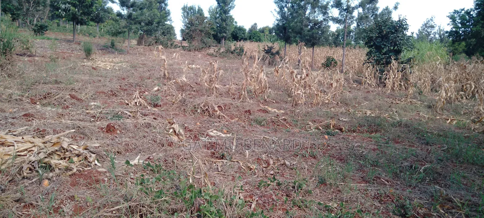 Prime One Acre Land for Sale in Kirinyaga Kimbimbi Riagicheru