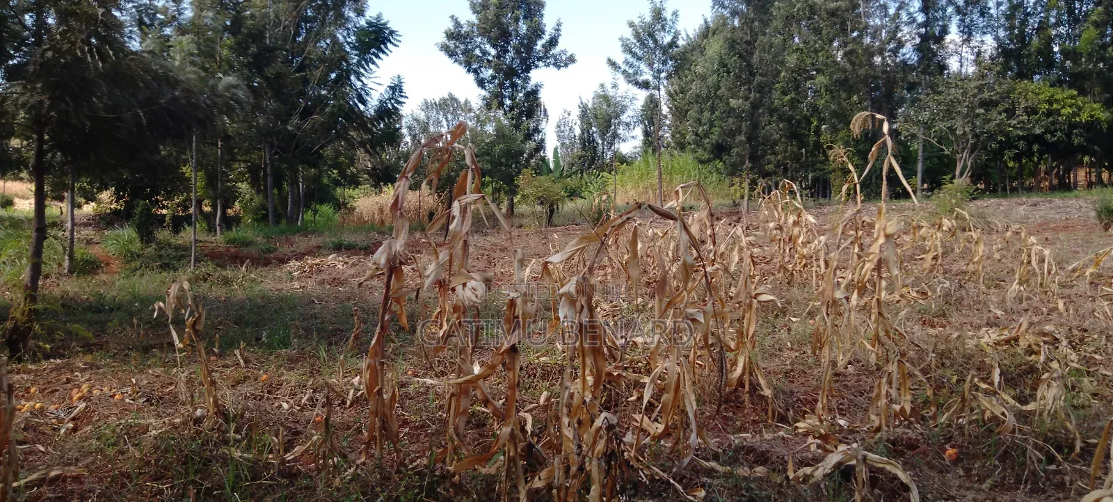 Prime One Acre Land for Sale in Kirinyaga Kimbimbi Riagicheru