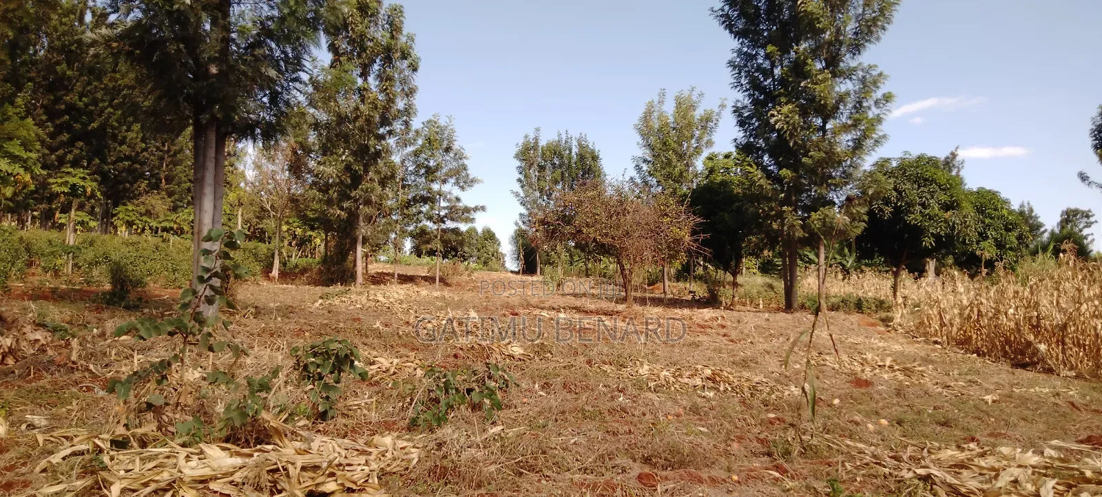 Prime One Acre Land for Sale in Kirinyaga Kimbimbi Riagicheru