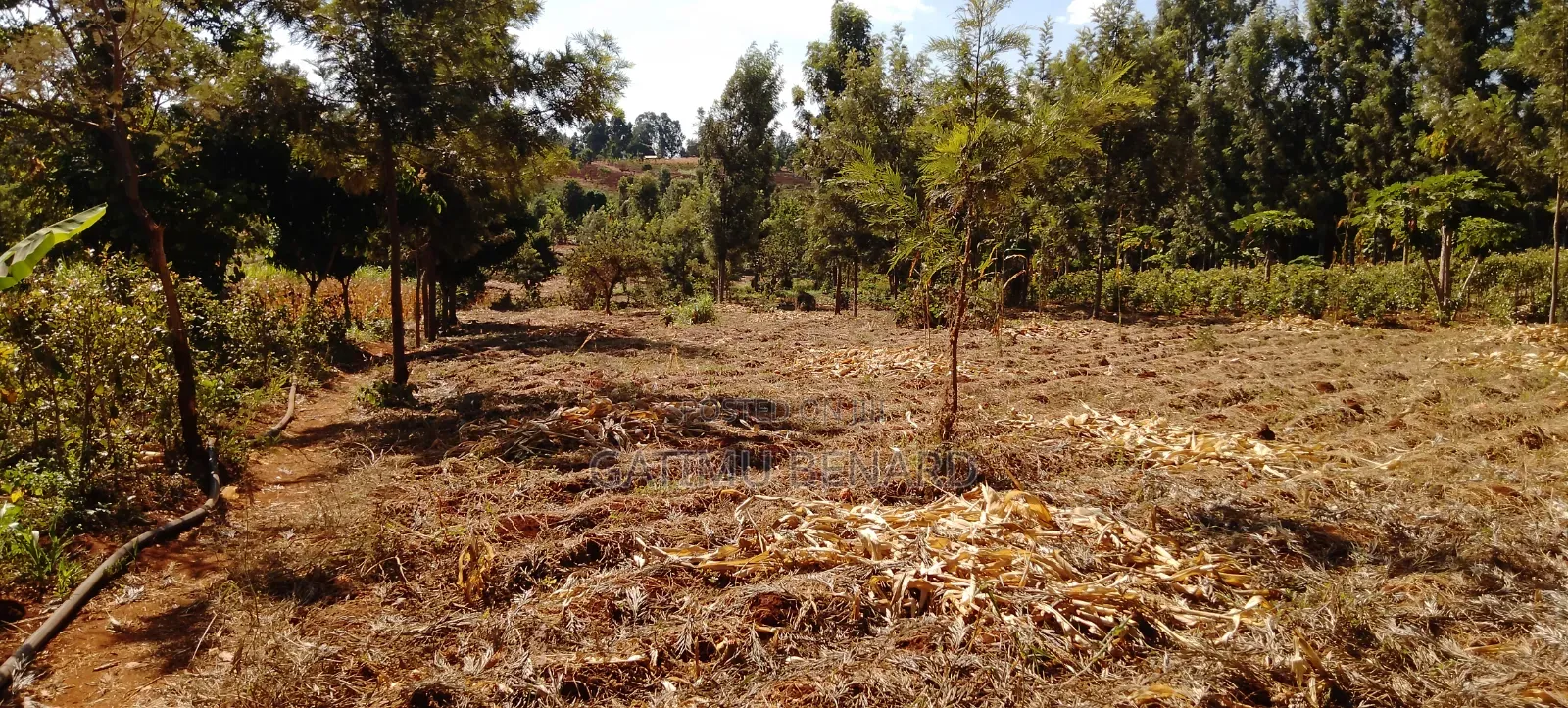 Prime One Acre Land for Sale in Kirinyaga Kimbimbi Riagicheru