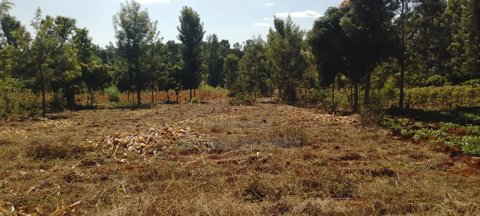 Prime One Acre Land for Sale in Kirinyaga Kimbimbi Riagicheru