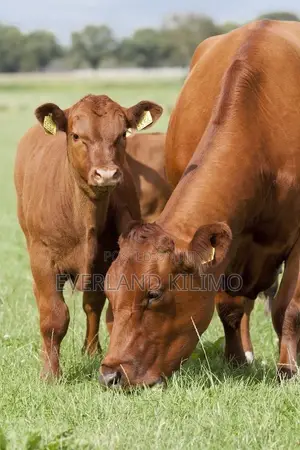 Medium Customized Ear Tags for Farm Cattles