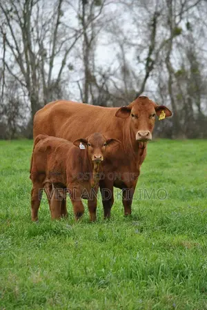 Large Numbered Ranch Cow Ear Tags