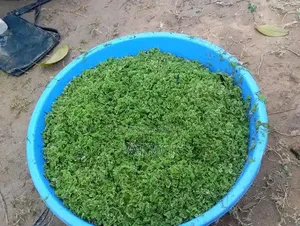 Azolla Seeds