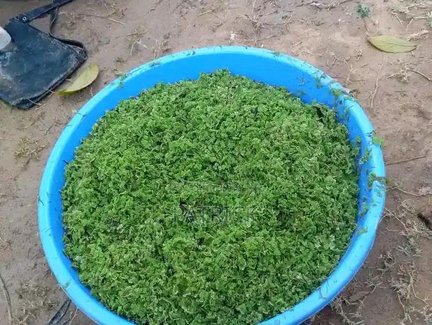Azolla Seeds