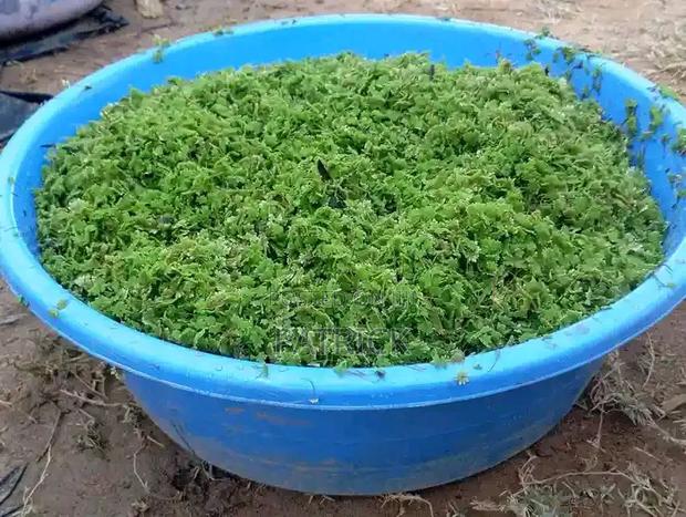 Azolla Seeds - thumbnail 2