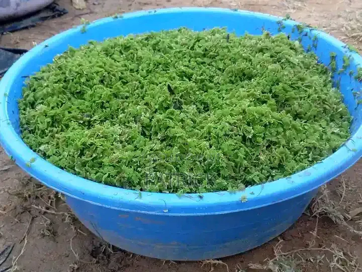 Azolla Seeds