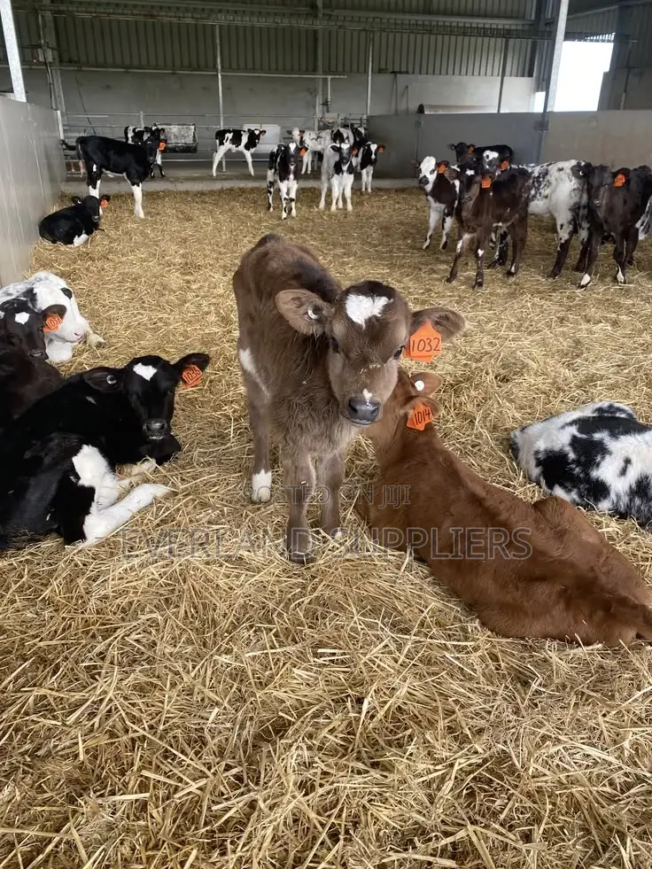 High-Visibility Laser Customized Ear Z- Tags