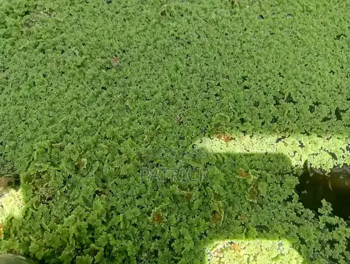 Azolla Seeds